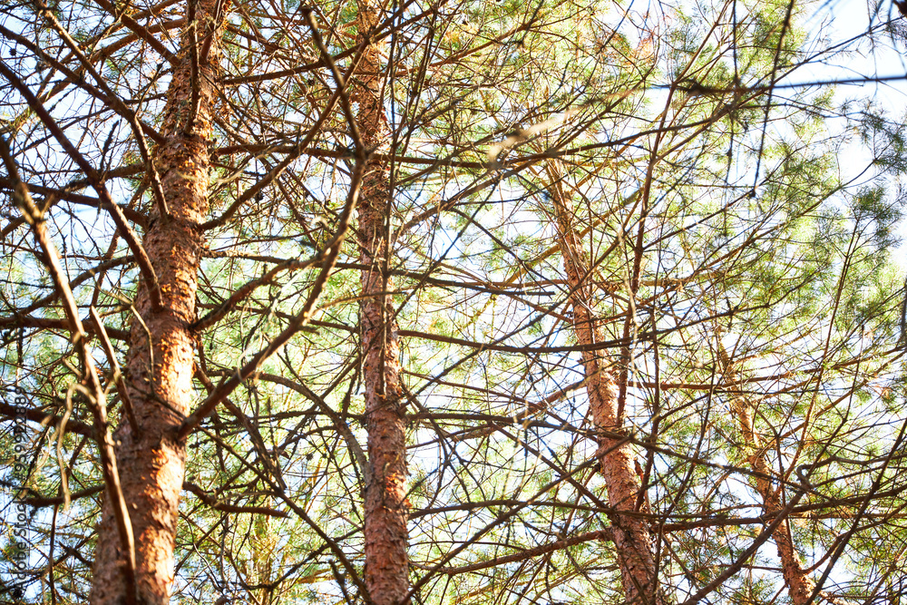 Forest view of tall pine tree trunks Forest view of tall pine tree trunks