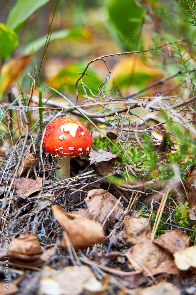 Toxic Wild Mushrooms growing in Pine Forest Toxic Wild Mushrooms growing in Pine Forest