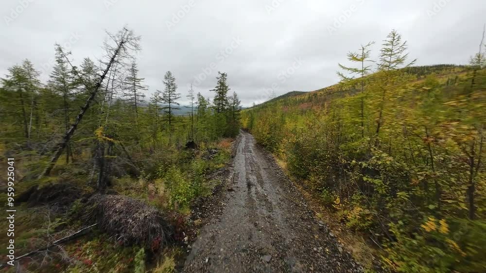 Experience the serene beauty of Yakutia as a drone glides over winding paths through vibrant autumn forests, showcasing nature's stunning palette. Experience the serene beauty of Yakutia as a drone glides over winding paths through vibrant autumn forests, showcasing nature's stunning palette.