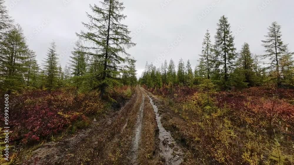 Experience the tranquil beauty of Yakutia's autumn as a drone glides over the vibrant forest paths, showcasing the rich colors and textures of the terrain. Experience the tranquil beauty of Yakutia's autumn as a drone glides over the vibrant forest paths, showcasing the rich colors and textures of the terrain.