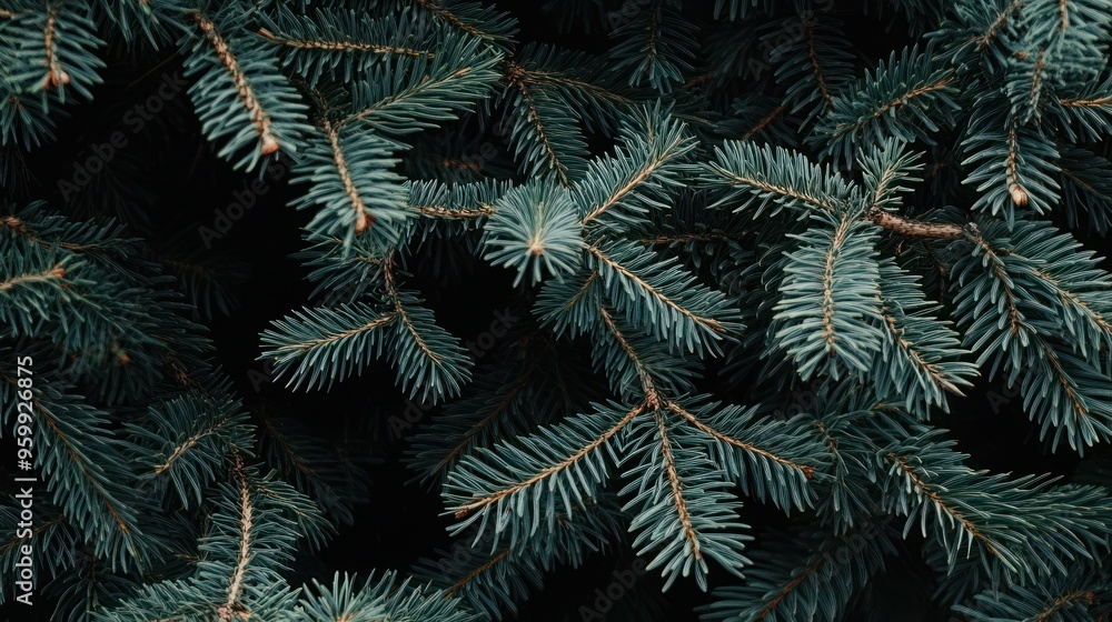 Close Up of Pine Needles Close Up of Pine Needles