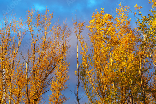 beautiful autumn landscape, trees with yellow leaves against the sunset sky