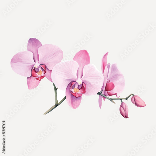 Elegant pink orchid flowers