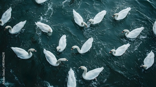 Fototapeta Naklejka Na Ścianę i Meble -  Flock of black swans swimming in a tranquil pond surrounded by reeds