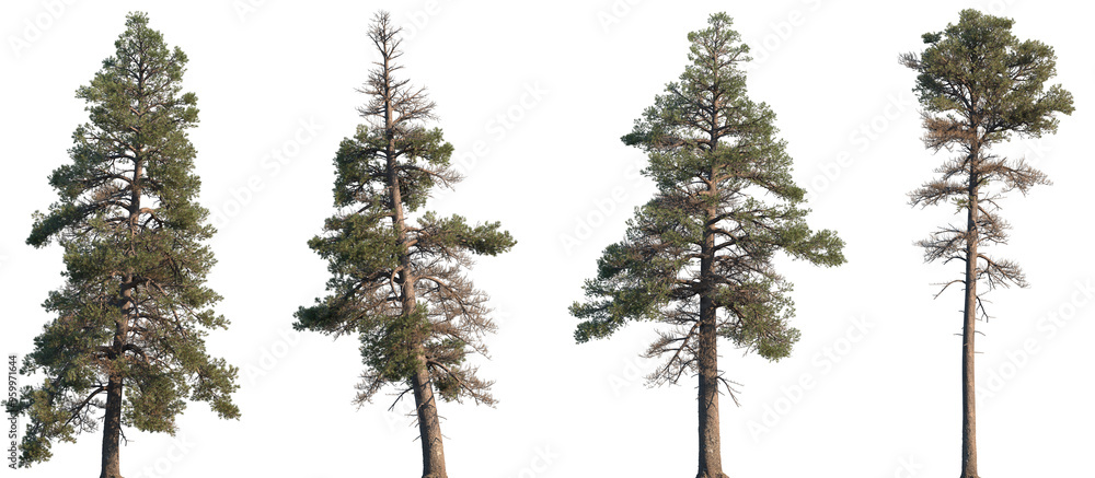 Set of Pinus contorta (common names lodgepole pine and shore pine ...