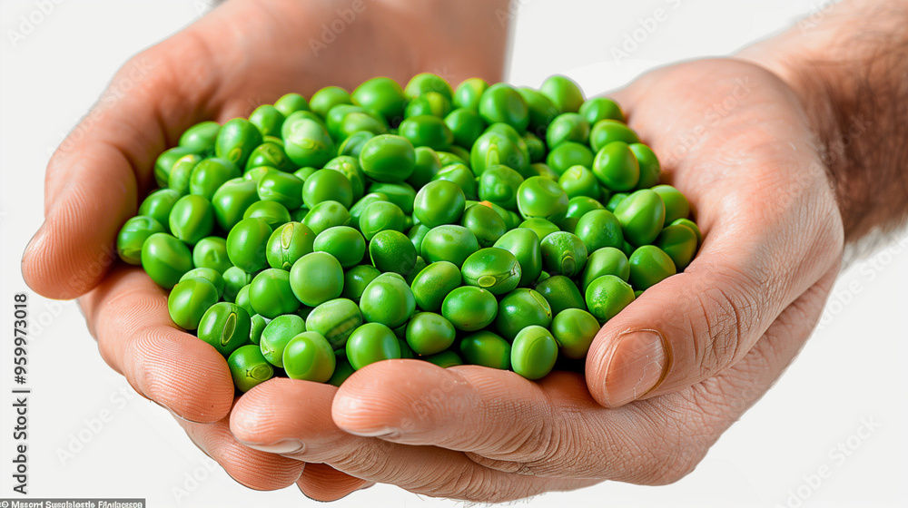 hands holding green peas on white background, a vegetarian diet hands holding green peas on white background, a vegetarian diet