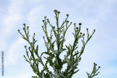 Spiky leaves of Thistle (Onopordum acanthium), a plant known for its pharmaceutical benefits, growing tall under an open sky. photo