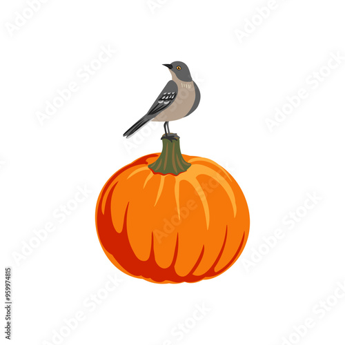 vector drawing vegetable and bird, orange pumpkin and nothern mockinbird, thanksgiving day element isolated at white background, hand drawn illustration