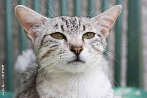 Tablou pe pânză Porträt einer jungen Egyptian Mau Katze