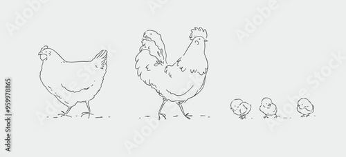 Hen chicks and rooster, chicken farm family drawing on white background