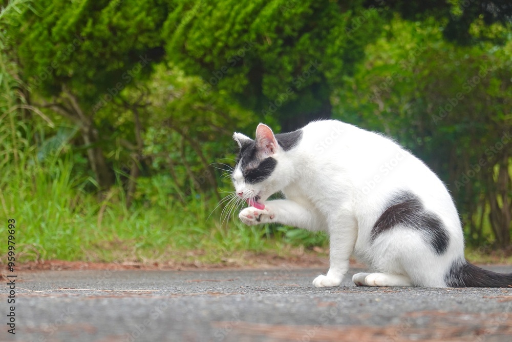 前足を舐める白黒猫 前足を舐める白黒猫