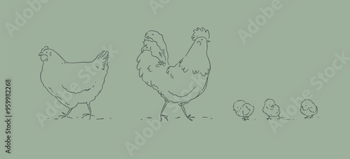 Hen chicks and rooster, chicken farm family drawing on green background