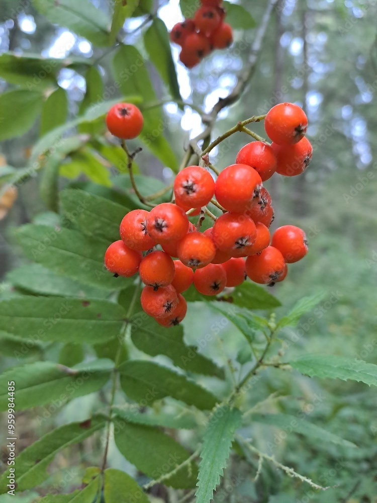 red berries on a branch red berries on a branch