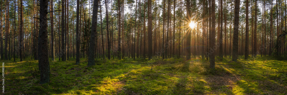 pine old forest with lush green moss and warm evening sun light with sunbeams from behind trees. beautiful widescreen view format 15x5. picturesque summer landscape pine old forest with lush green moss and warm evening sun light with sunbeams from behind trees. beautiful widescreen view format 15x5. picturesque summer landscape