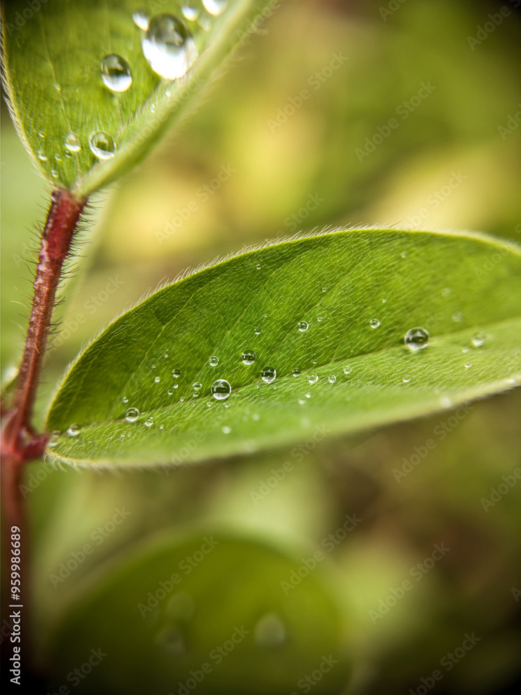 Fototapeta premium Nature Photography, Close-up of Fresh Green Leaf with Water Droplets in Soft Focus, macro, dew, foliage, plant, natural, morning, moisture, botany, environment, freshness, organic texture