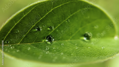 Nature Photography, Close-up of Fresh Green Leaf with Water Droplets in Soft Focus, macro, dew, foliage, plant, natural, morning, moisture, botany, environment, freshness, organic texture