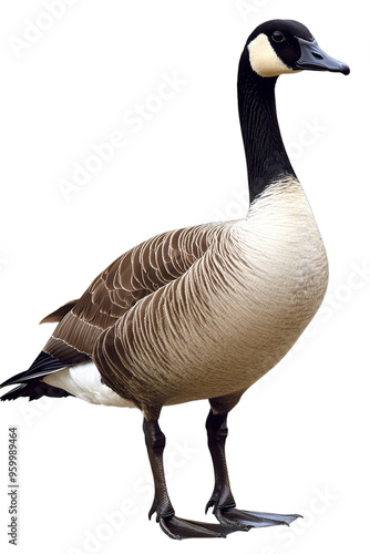 PNG A canada goose animal bird waterfowl