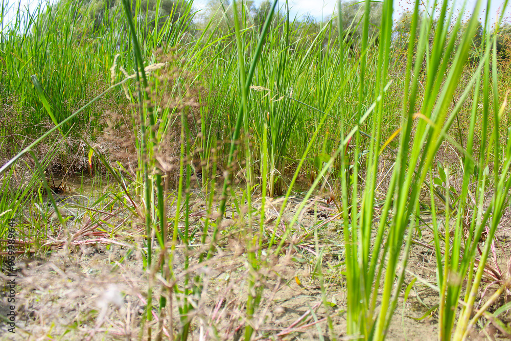 Fototapeta premium green grass and dry grass growing in the field near the pond