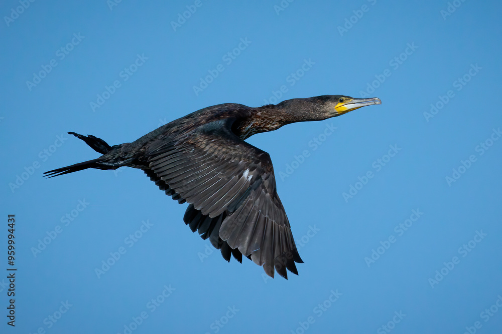 Fototapeta premium Great cormorant (Phalacrocorax carbo). 
