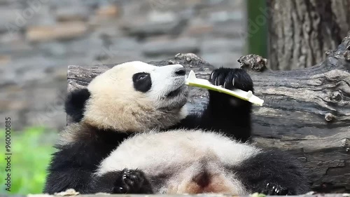 Close up Happy Panda , Wolong Giant Panda Nature Reserve, Shenshuping, China photo