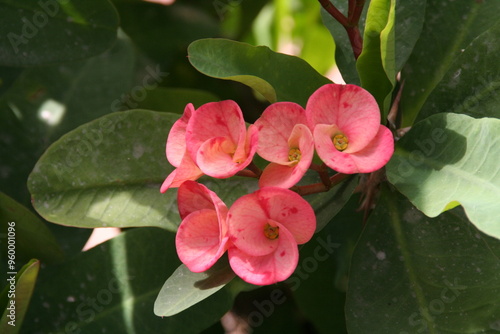 pink and yellow flower
