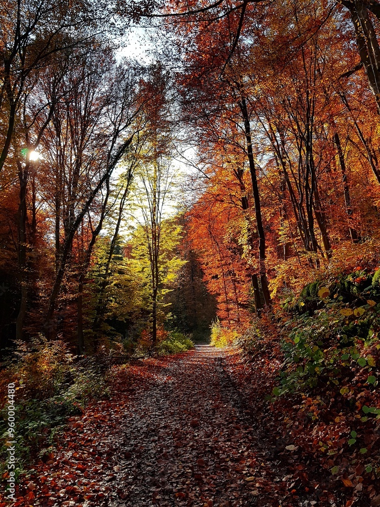 wide path through the autumn forest wide path through the autumn forest