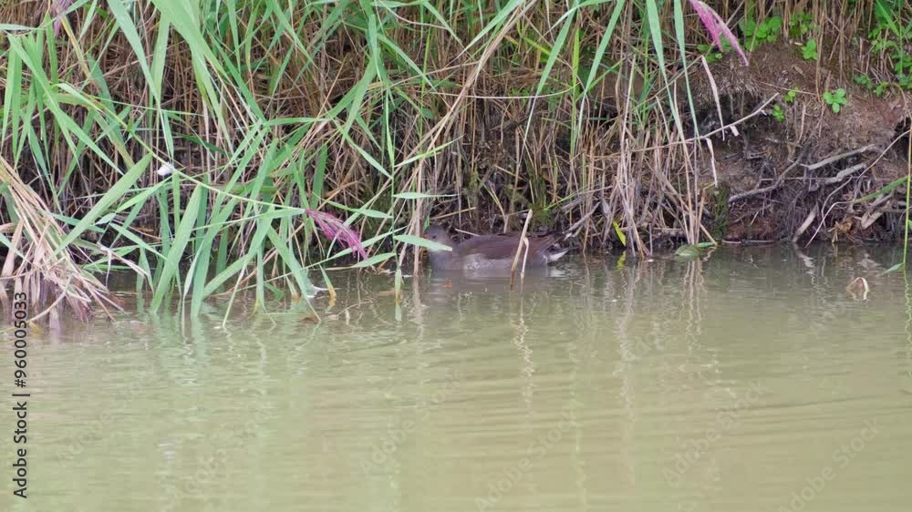 Ducks waterbirds on a slow flowing summer scene with water reeds and gentle breeze. Sounds of nature and song birds all around Ducks waterbirds on a slow flowing summer scene with water reeds and gentle breeze. Sounds of nature and song birds all around