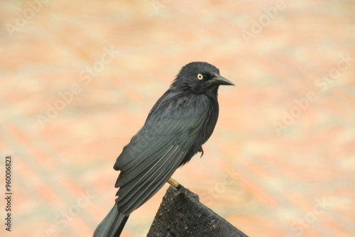 blackbird on a branch
