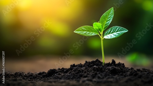 Green Sprout Growing From Soil in Sunlight