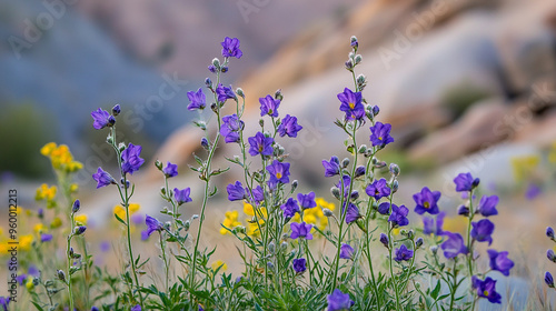 Canterbury Bells Wildflowers Phacelia Campanularia in Bloom Outdoors photo