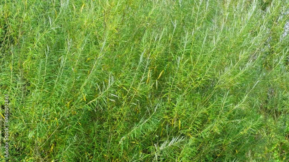 Summer video scene, with plants grass, trees and water reeds blowing gently in the breeze. Along a riverbank. Soothing footage background with nature and natural countryside setting. Lazy summers day Summer video scene, with plants grass, trees and water reeds blowing gently in the breeze. Along a riverbank. Soothing footage background with nature and natural countryside setting. Lazy summers day