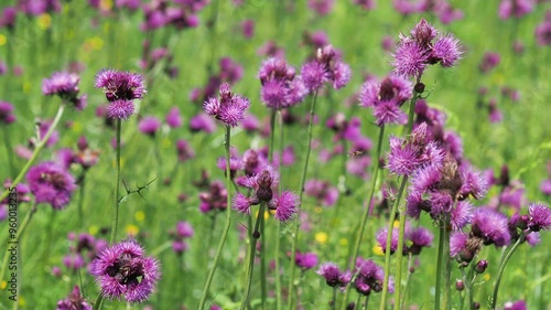 Purple flowers of plume thistle, Cirsium rivulare, with wild bees and butterflies on a meadow in summer photo