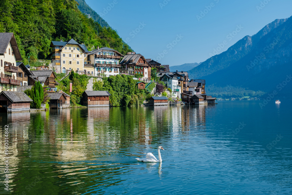 Serene summer morning at Hallstatt, Austria with swan gliding across tranquil waters Serene summer morning at Hallstatt, Austria with swan gliding across tranquil waters