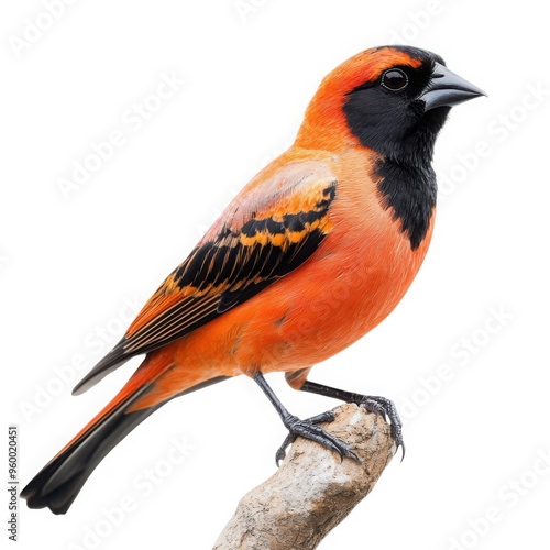 Ultra Realistic UHD Image of a Northern Red Bishop Bird - Clean Background