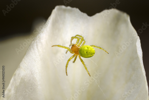 Kürbisspinne (Araniella cucurbitina) Weibchen baut ein Netz in einem weißen Blütenblatt - Baden-Württemberg, Deutschland photo