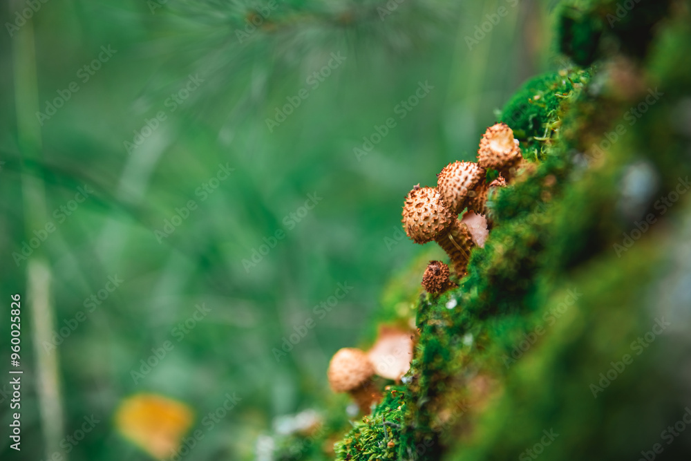 beautiful honey mushrooms on a tree covered with moss, grow in the forest, autumn, mushrooms beautiful honey mushrooms on a tree covered with moss, grow in the forest, autumn, mushrooms