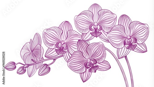 line drawing orchid