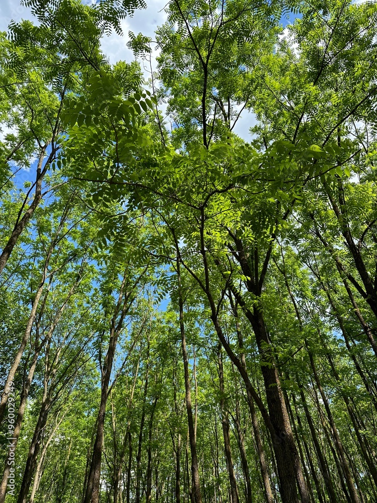 Obraz premium trees in the forest