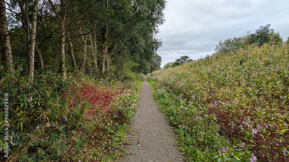 Obraz premium path in the forest
