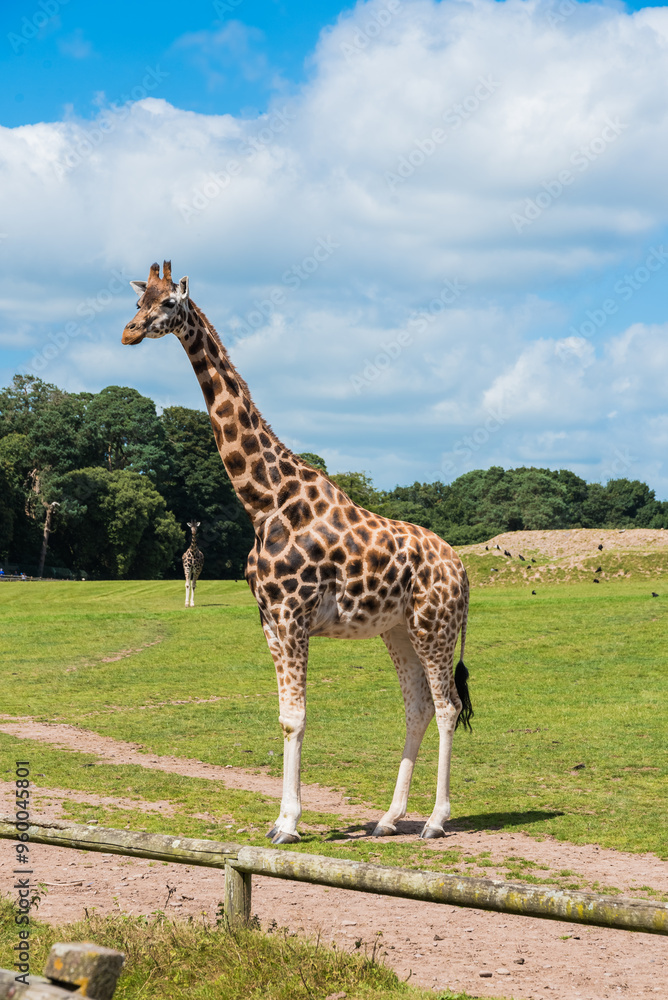 Vertical portrait of one Rothschild giraffe in Fota Zoo, Cork, Ireland. Vertical portrait of one Rothschild giraffe in Fota Zoo, Cork, Ireland.