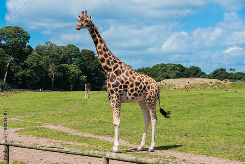 Portrait of one Rothschild giraffe in Fota Zoo, Cork, Ireland.