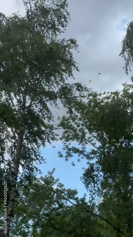 The wind shakes and rattles the tree branches before a thunderstorm. Branches and leaves move freely in the wind. The wind shakes and rattles the tree branches before a thunderstorm. Branches and leaves move freely in the wind.