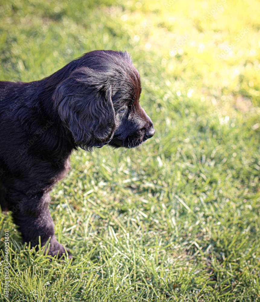 Fototapeta premium dog in grass