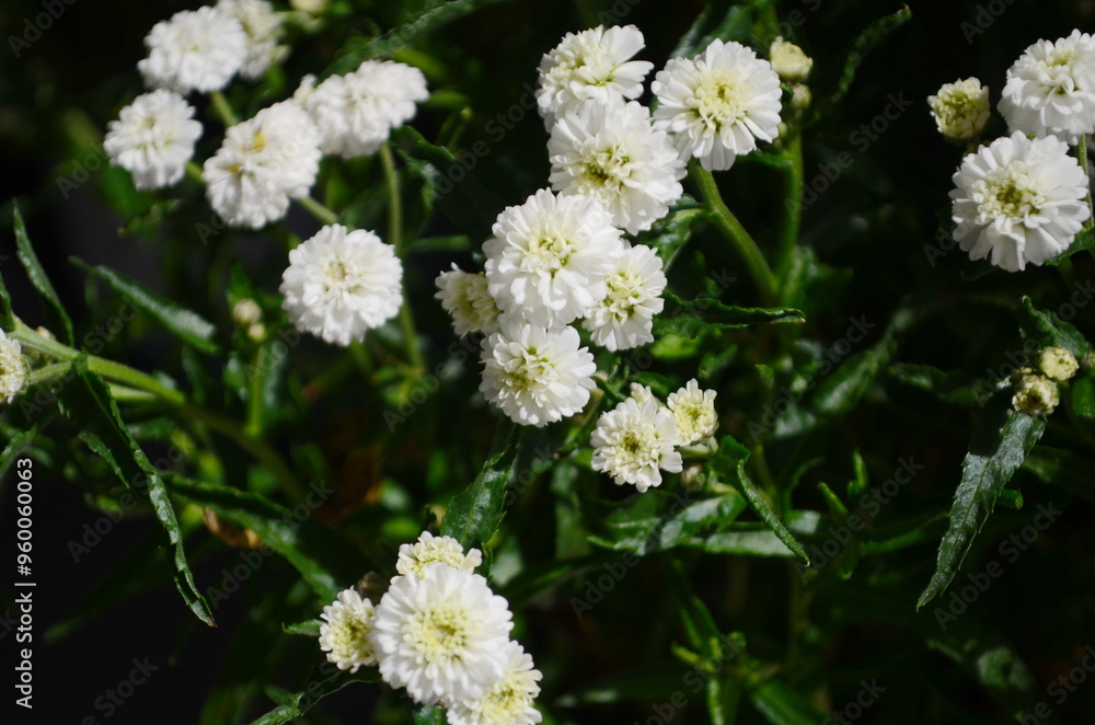 Achillea ptarmica. Perennial white flowers bloom in the garden all summer. Achillea ptarmica. Perennial white flowers bloom in the garden all summer.