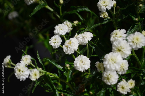 Achillea ptarmica. Perennial white flowers bloom in the garden all summer.