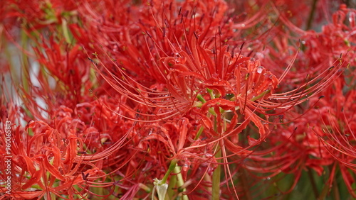 Lycoris