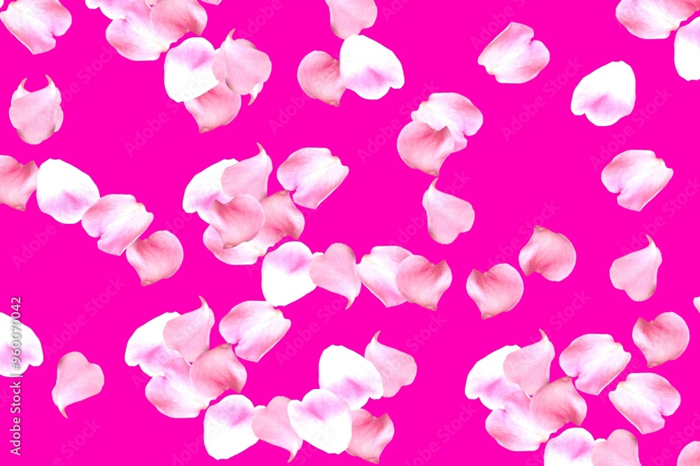 The effect of falling rose flower petals on a pink background. The effect of falling rose flower petals on a pink background.
