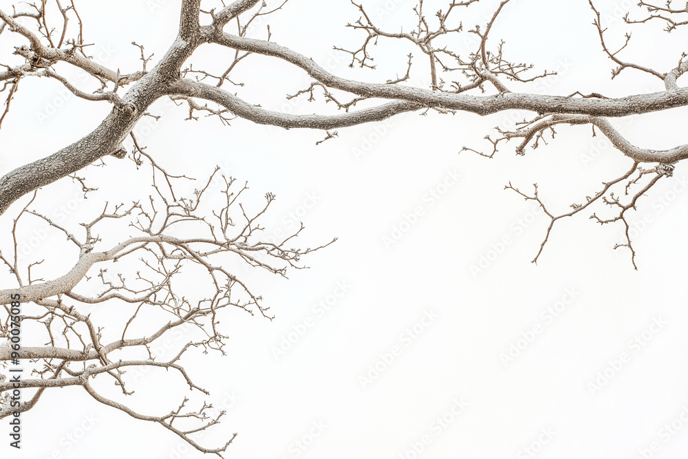 dry tree branches on a white background dry tree branches on a white background