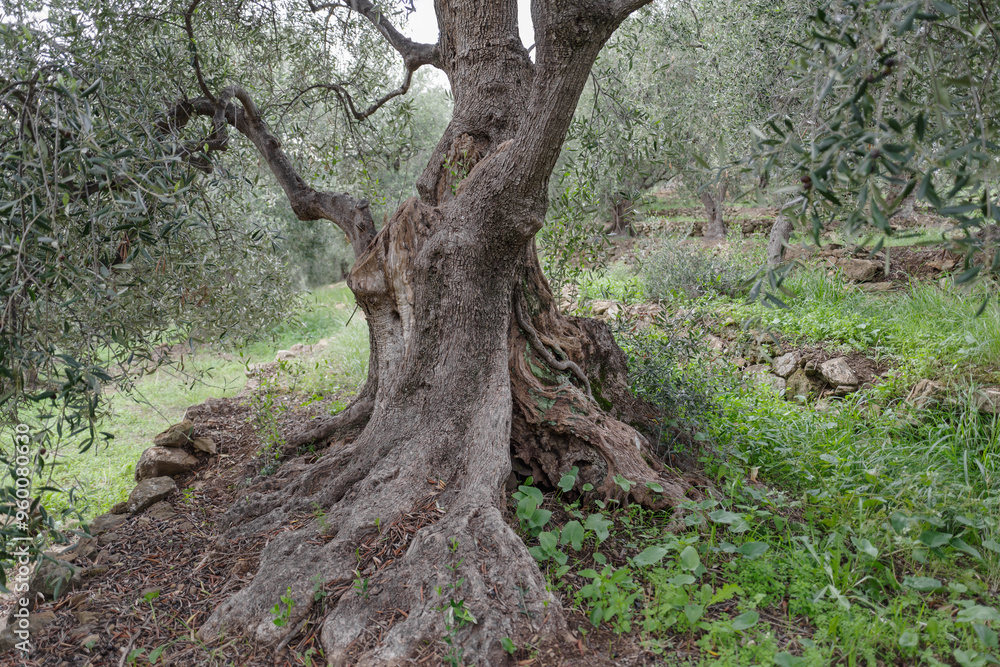 Obraz premium Old olive tree