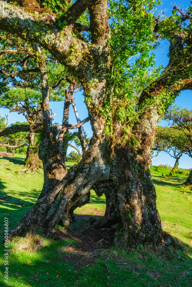 Centuries-old til trees in fantastic magical idyllic Fanal Laurisilva forest on sunset. Madeira island, Portugal Centuries-old til trees in fantastic magical idyllic Fanal Laurisilva forest on sunset. Madeira island, Portugal